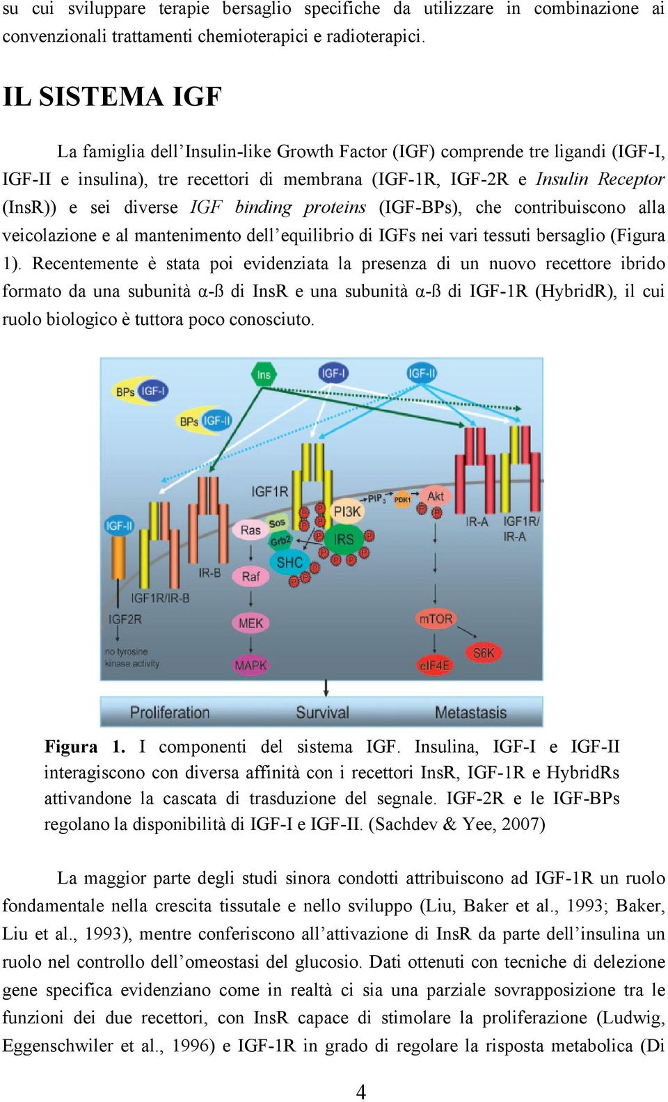 IGF binding proteins (IGF-BPs), che contribuiscono alla veicolazione e al mantenimento dell equilibrio di IGFs nei vari tessuti bersaglio (Figura 1).