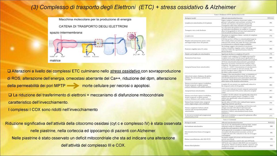 La riduzione del trasferimento di elettroni = meccanismo di disfunzione mitocondriale caratteristico dell invecchiamento.