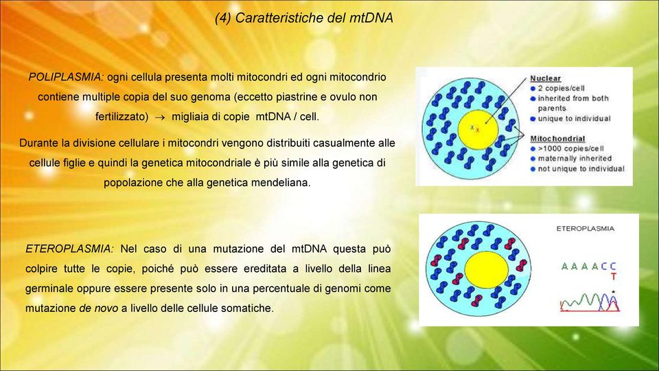 Durante la divisione cellulare i mitocondri vengono distribuiti casualmente alle cellule figlie e quindi la genetica mitocondriale è più simile alla genetica di