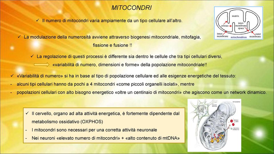 ! La regolazione di questi processi è differente sia dentro le cellule che tra tipi cellulari diversi, «variabilità di numero, dimensioni e forme» della popolazione mitocondriale!