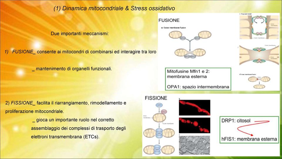 2) FISSIONE_ facilita il riarrangiamento, rimodellamento e proliferazione mitocondriale.