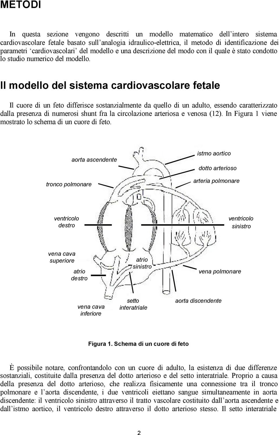 Il modello del sistema cardiovascolare fetale Il cuore di un feto differisce sostanzialmente da quello di un adulto, essendo caratterizzato dalla presenza di numerosi shunt fra la circolazione