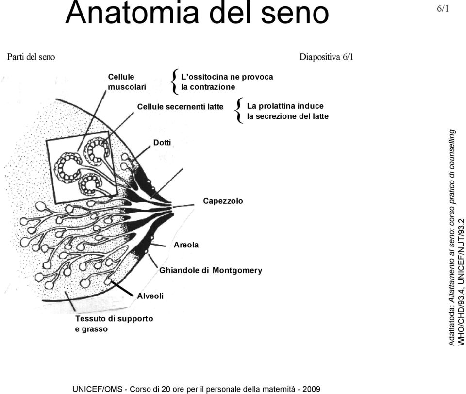 del latte Dotti Alveoli Tessuto di supporto e grasso Areola Capezzolo Ghiandole di