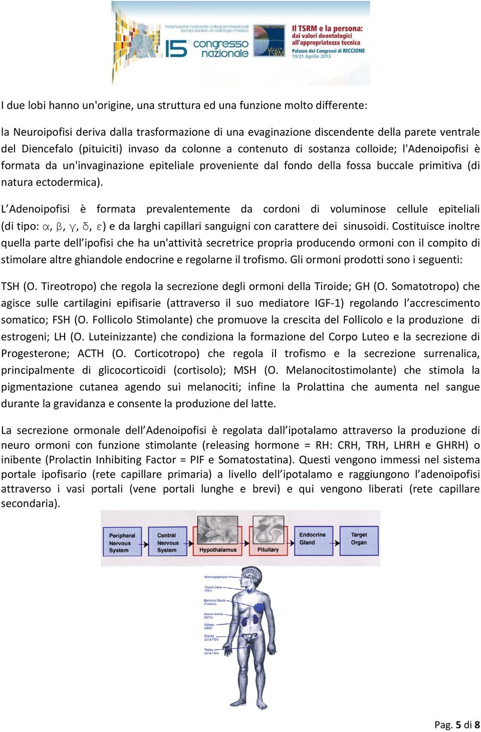 L Adenoipofisi è formata prevalentemente da cordoni di voluminose cellule epiteliali (di tipo: α, β, γ, δ, ε) e da larghi capillari sanguigni con carattere dei sinusoidi.