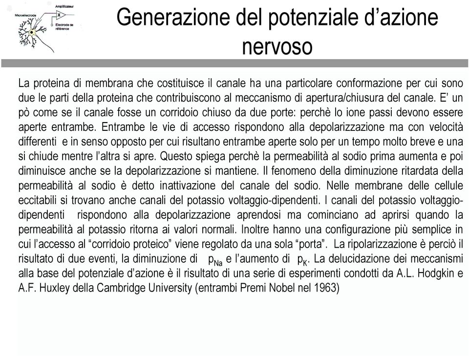 Entrme le vie di ccesso rispondono ll depolrizzzione m con velocità differenti e in senso opposto per cui risultno entrme perte solo per un tempo molto reve e un si chiude mentre l ltr si pre.