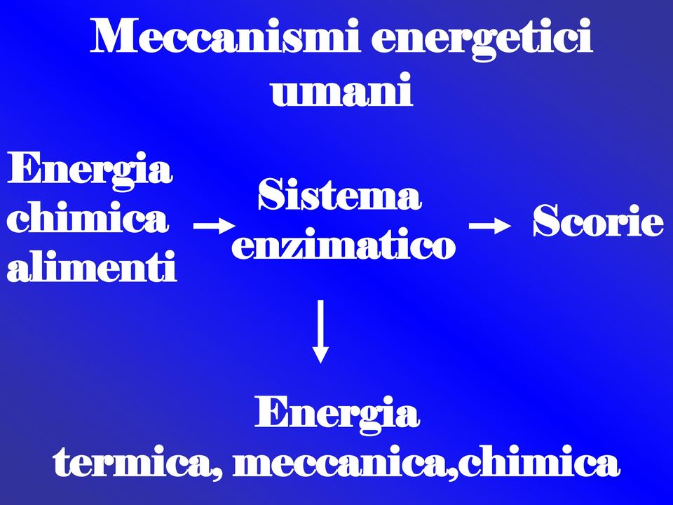 Sistema enzimatico Scorie