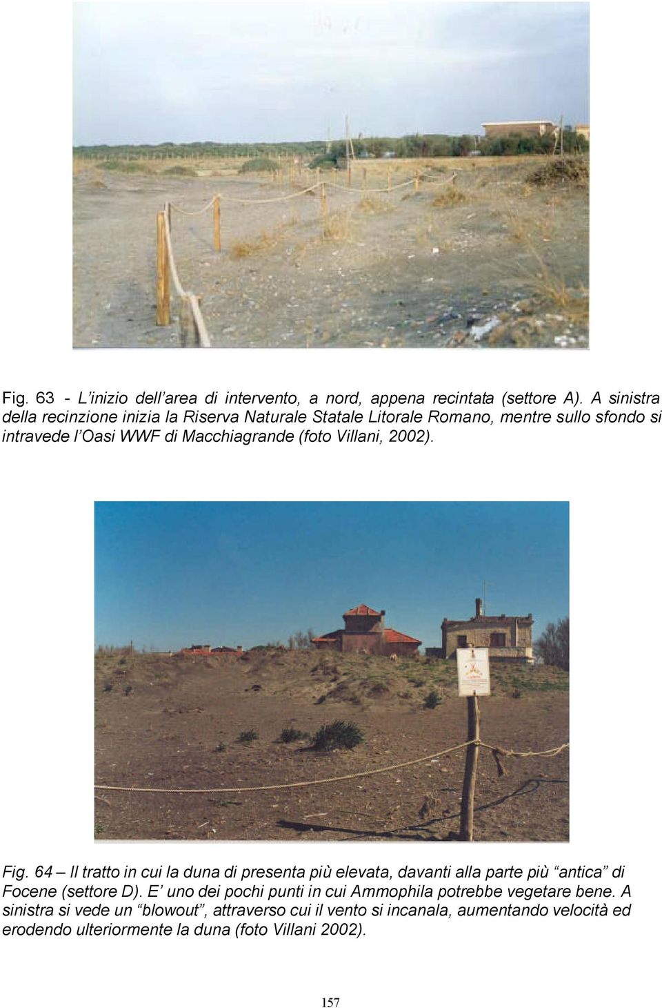 (foto Villani, 2002). Fig. 64 Il tratto in cui la duna di presenta più elevata, davanti alla parte più antica di Focene (settore D).