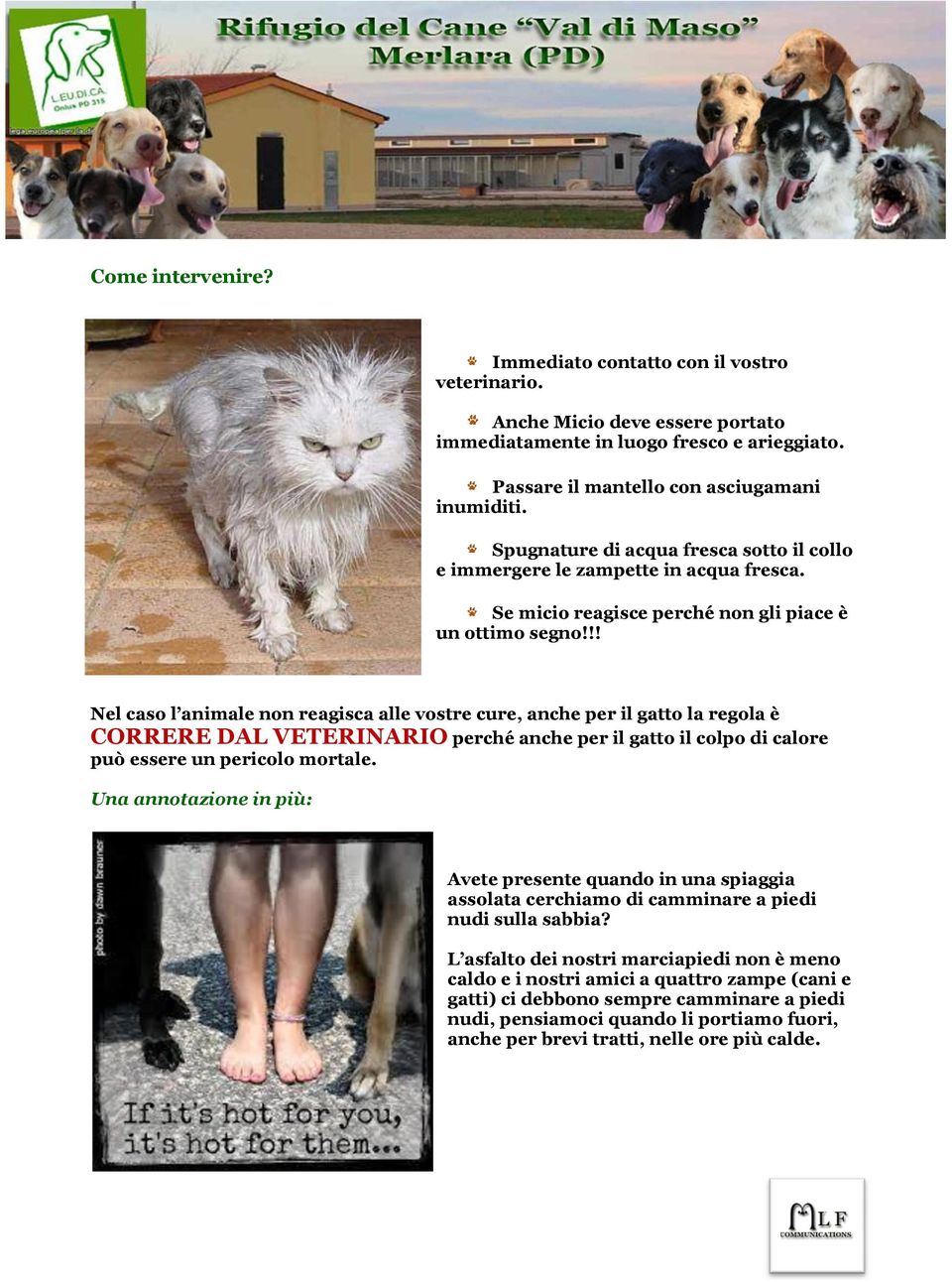 !! Nel caso l animale non reagisca alle vostre cure, anche per il gatto la regola è CORRERE DAL VETERINARIO perché anche per il gatto il colpo di calore può essere un pericolo mortale.