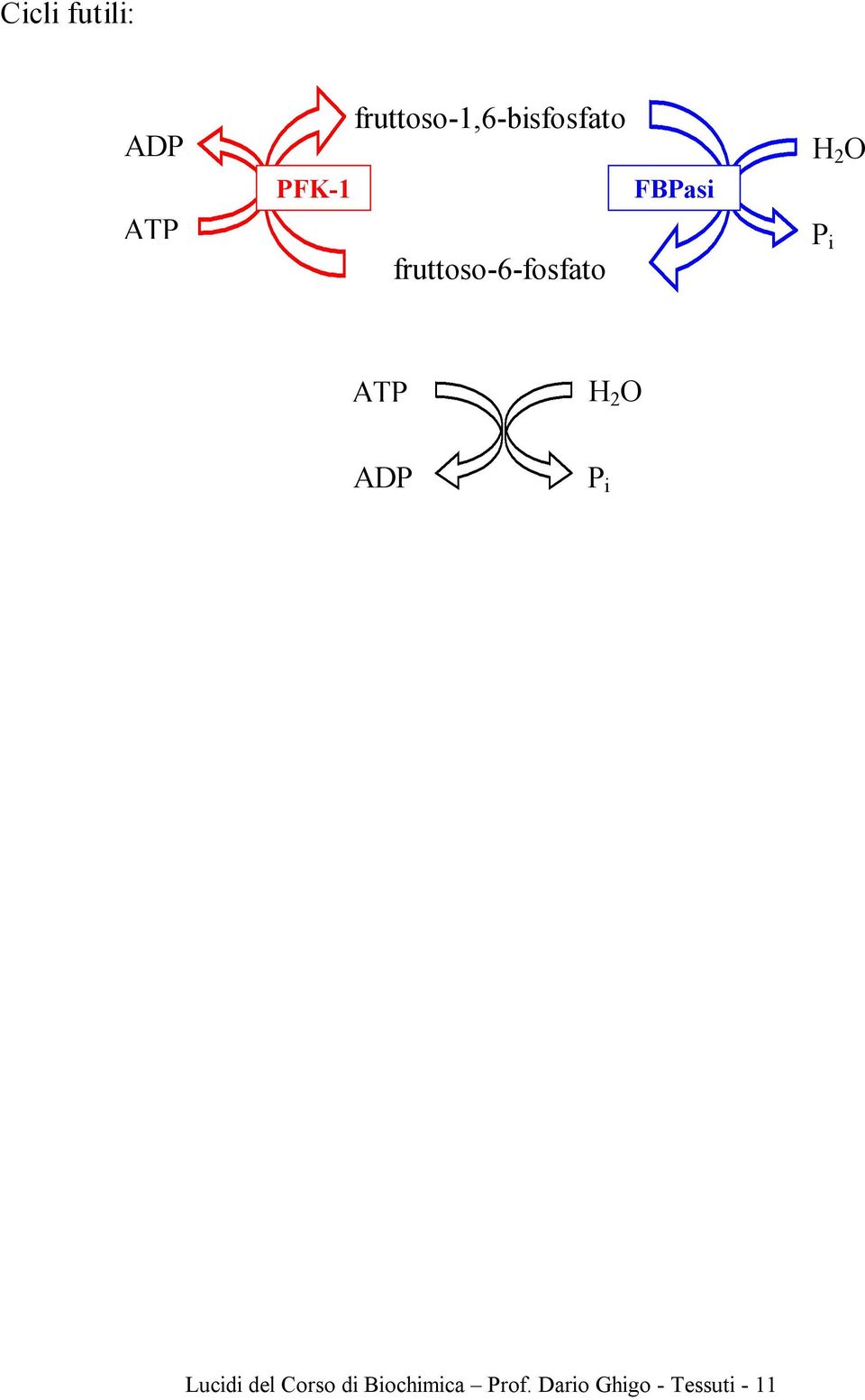 fruttoso-6-fosfato H 2 O P i ATP H 2 O ADP