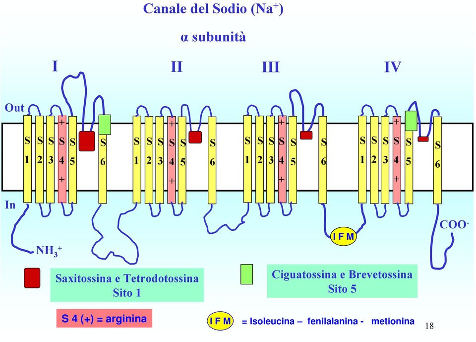 S 4 + + S 4 + + S 4 + I F M Ciguatossina e Brevetossina Sito 5 Saxitossina e