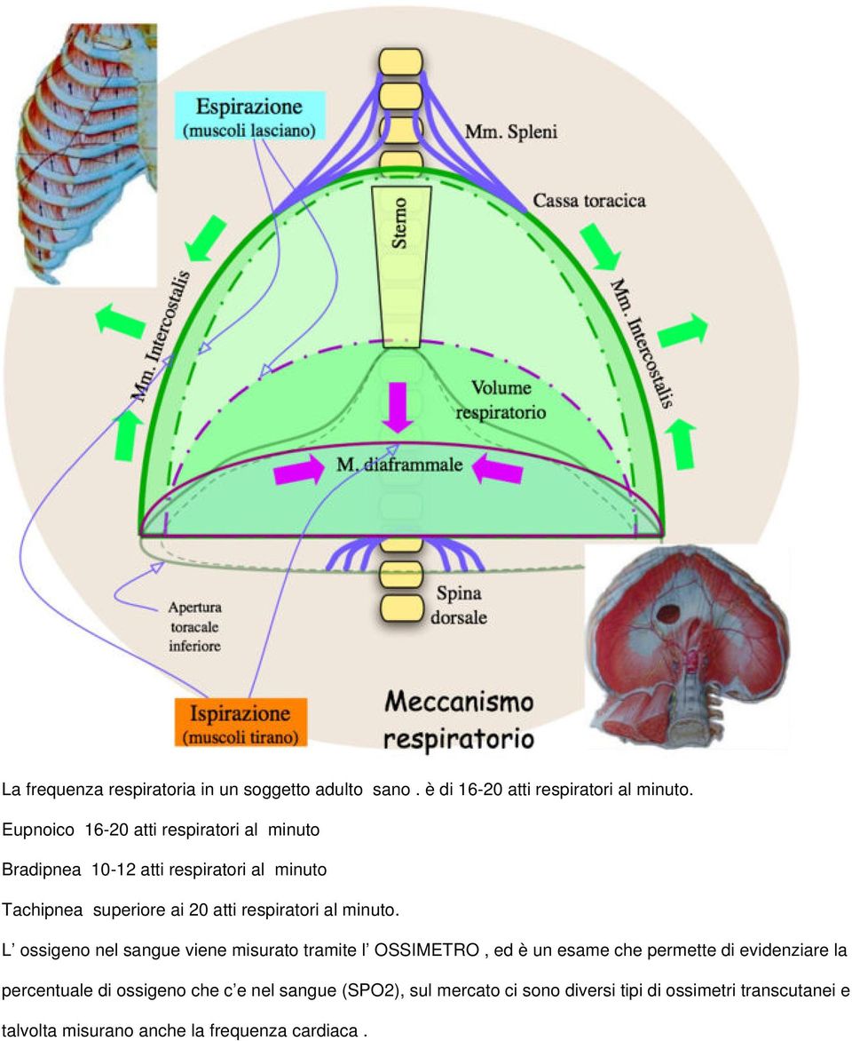 respiratori al minuto.