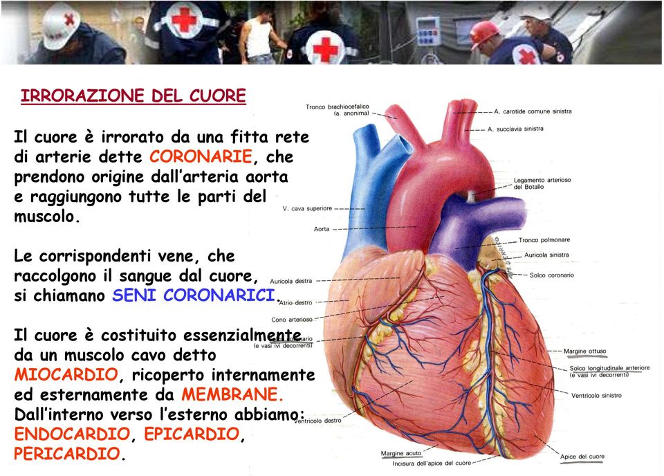Le corrispondenti vene, che raccolgono il sangue dal cuore, si chiamano SENI CORONARICI.