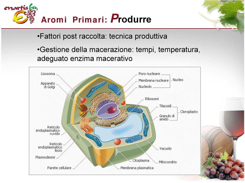 Gestione della macerazione: tempi,