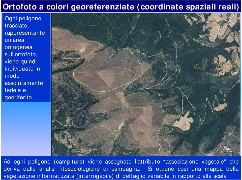 Ad ogni poligono (campitura) viene assegnato l attributo associazione vegetale che deriva dalle analisi