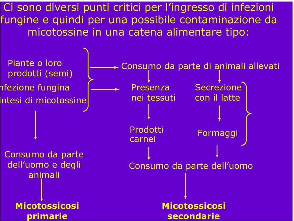 prodotti (semi) fezione fungina ntesi di micotossine Consumo da parte di animali allevati Presenza nei tessuti