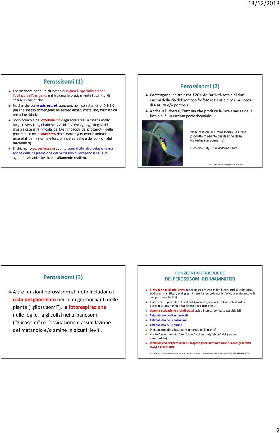 Sono coinvolti nel catabolismo degli acidi grassi a catena molto lunga ( Very Long Chain Fatty Acids, VLFA; C 24 C 26 ), degli acidi grassi a catena ramificata, dei D aminoacidi (dei procarioti),