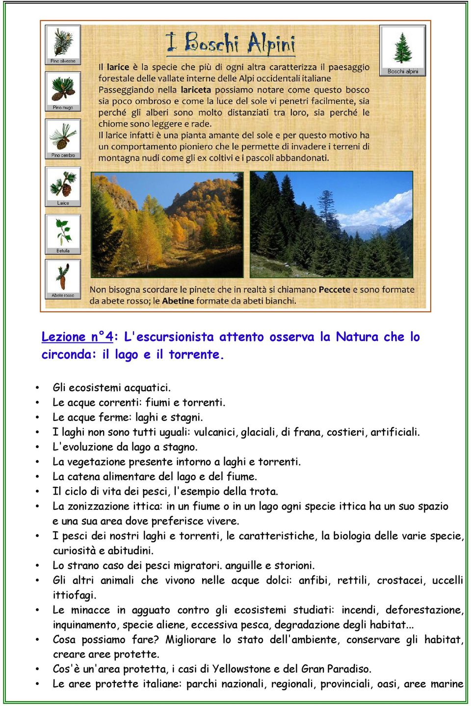 La catena alimentare del lago e del fiume. Il ciclo di vita dei pesci, l'esempio della trota.