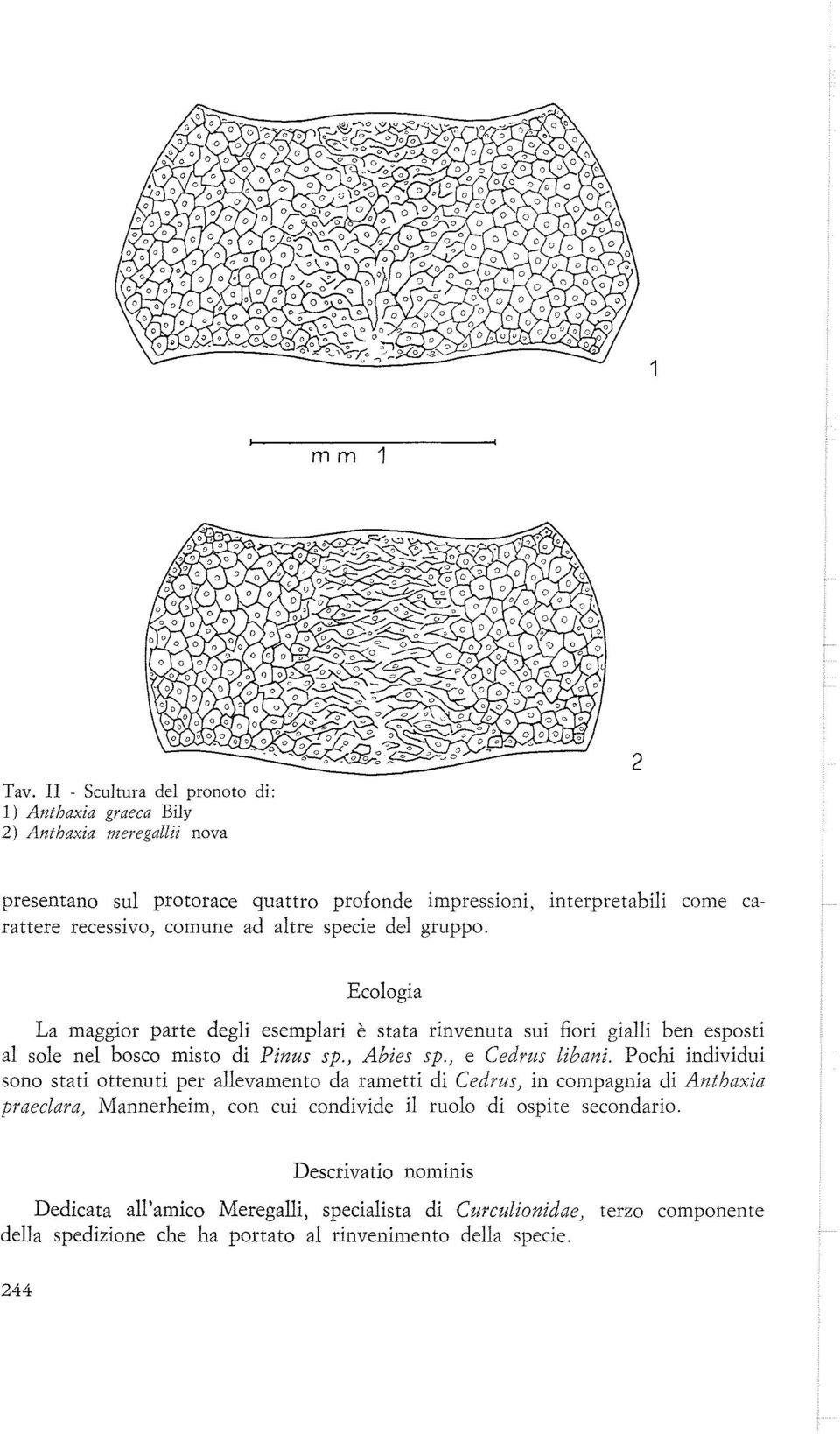 recessivo, comune ad altre specie del gruppo. Ecologia La maggior parte degli esemplari è stata rinvenuta sui fiori gialli ben esposti al sole nel bosco misto di Pinus sp.