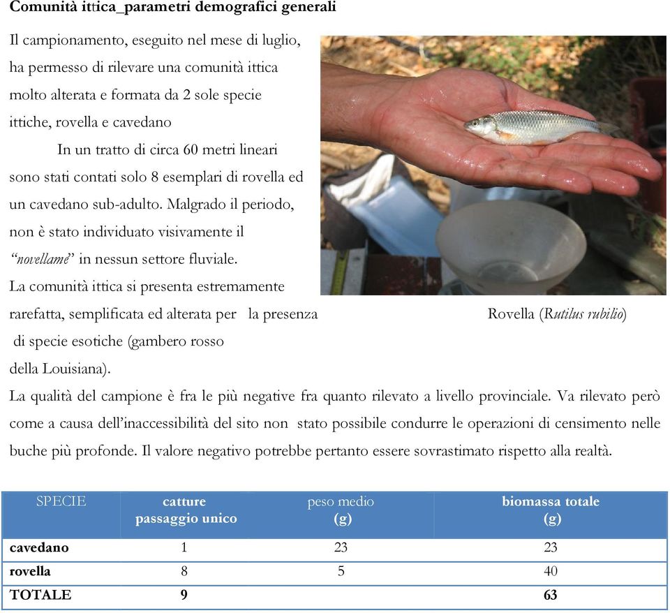 Malgrado il periodo, non è stato individuato visivamente il novellame in nessun settore fluviale.