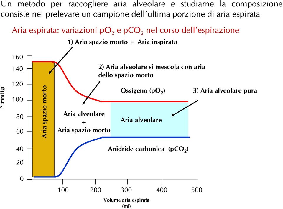 140 120 100 80 60 Aria spazio morto Aria alveolare + Aria spazio morto 2) Aria alveolare si mescola con aria dello spazio morto