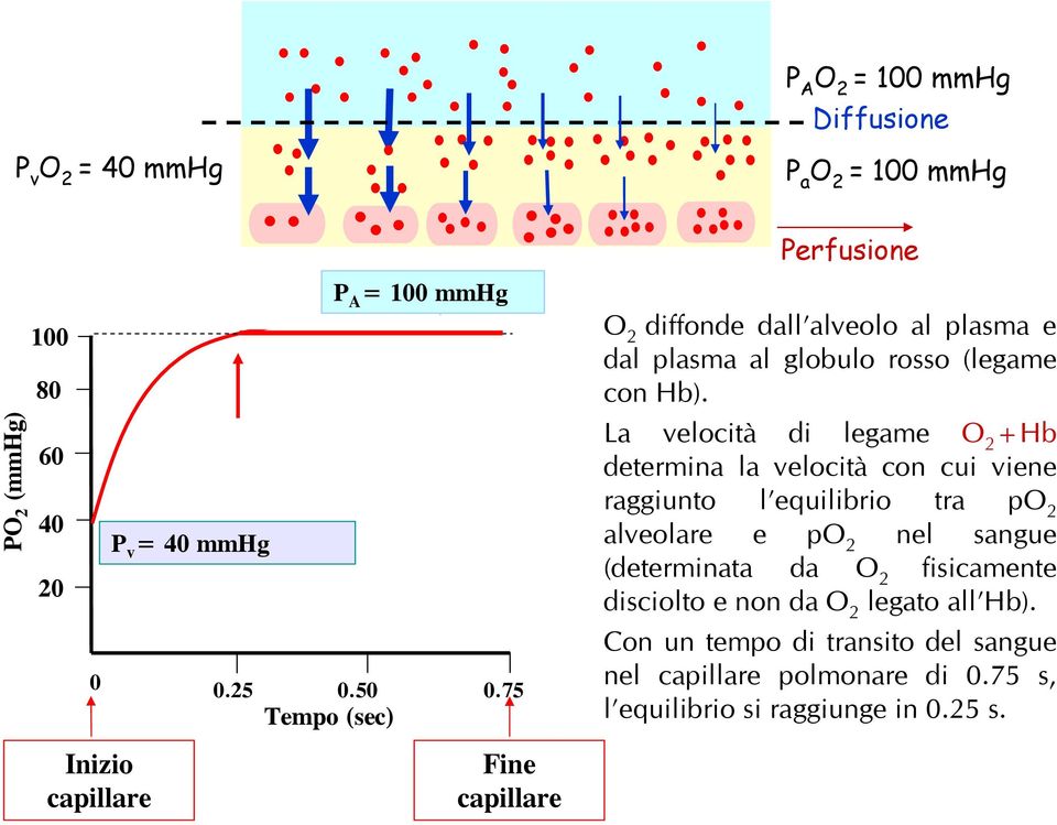 La velocità di legame O 2 +Hb determina la velocità con cui viene raggiunto l equilibrio tra po 2 alveolare e po 2 nel sangue (determinata da O 2