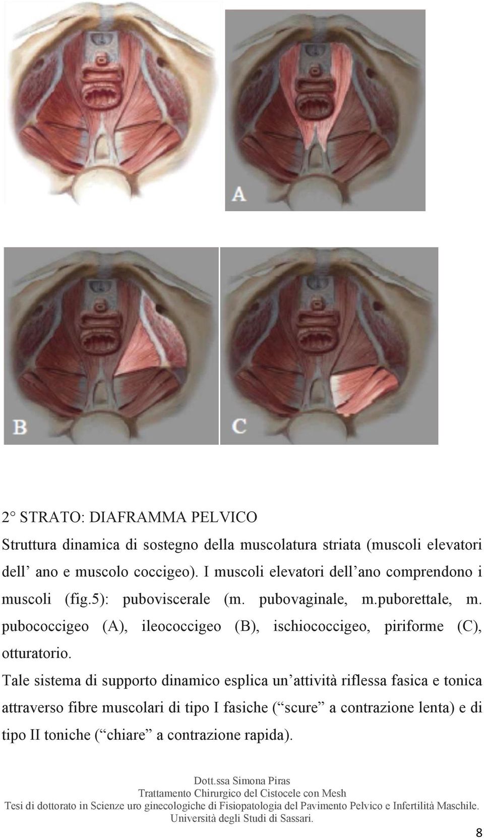 pubococcigeo (A), ileococcigeo (B), ischiococcigeo, piriforme (C), otturatorio.