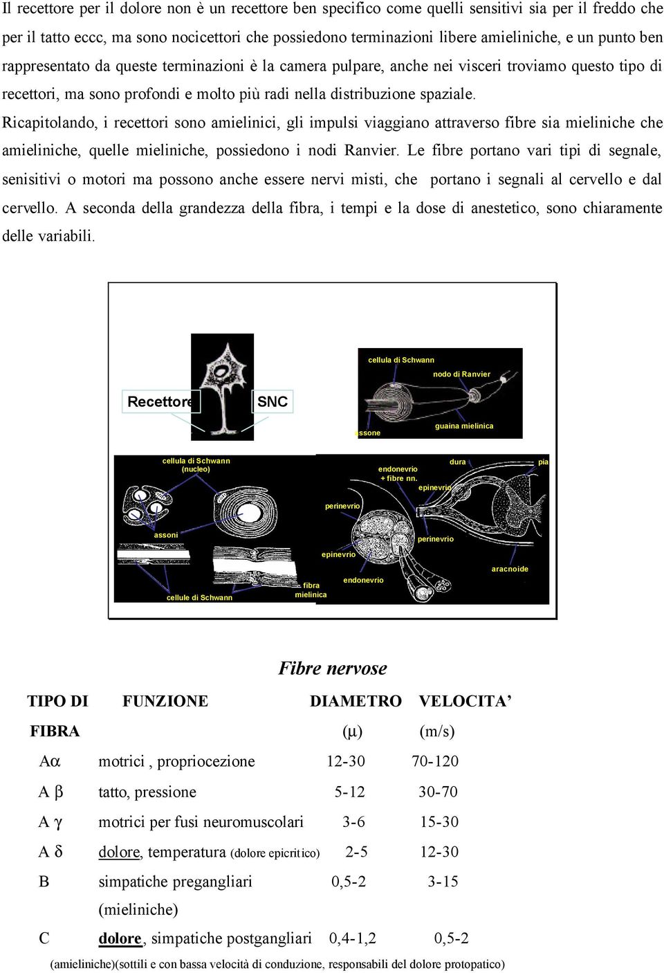 Ricapitolando, i recettori sono amielinici, gli impulsi viaggiano attraverso fibre sia mieliniche che amieliniche, quelle mieliniche, possiedono i nodi Ranvier.