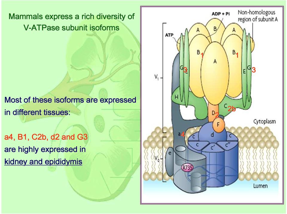 are expressed in different tissues: 2 2b a4, B1,
