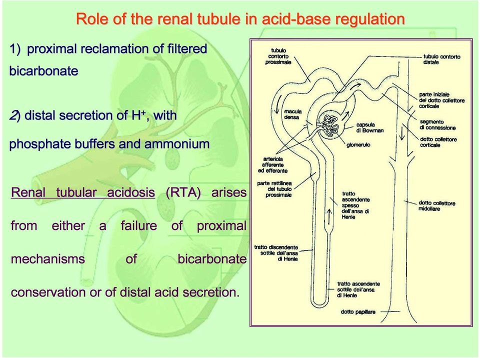 buffers and ammonium Renal tubular acidosis (RTA) arises from either a