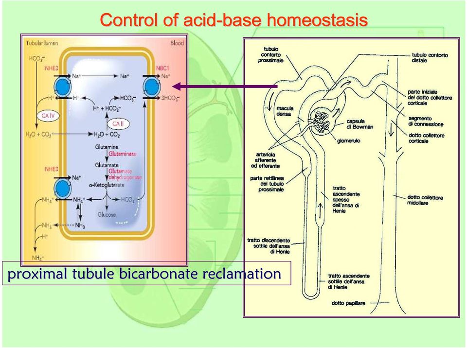 homeostasis