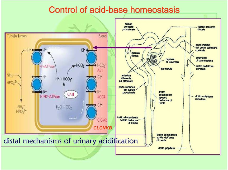 distal mechanisms of