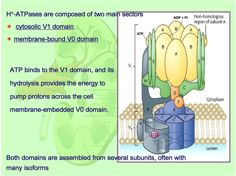 hydrolysis provides the energy to pump protons across the cell