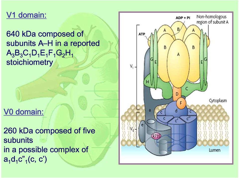 stoichiometry V0 domain: 260 kda composed of