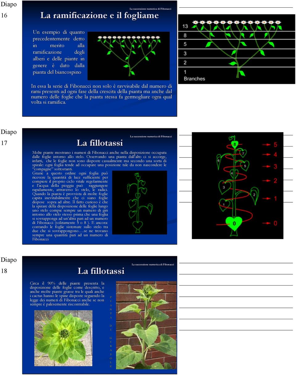 17 La fillotassi Molte piante mostrano i numeri di Fibonacci anche nella disposizione ione occupata dalle foglie intorno allo stelo.
