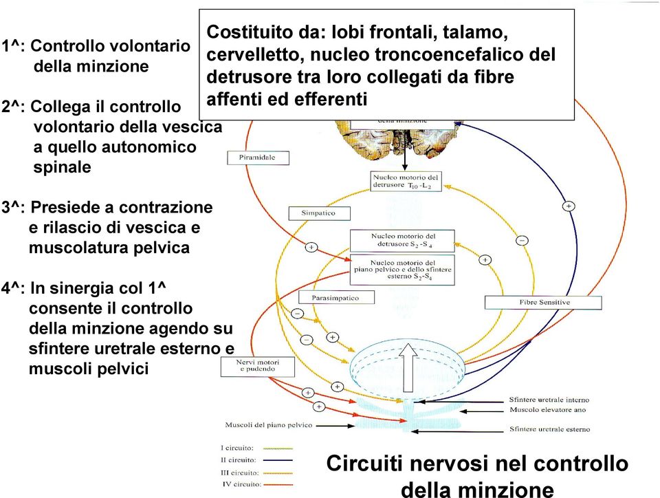 sinergia col 1^ consente il controllo della minzione agendo su sfintere uretrale esterno e muscoli pelvici Costituito da: