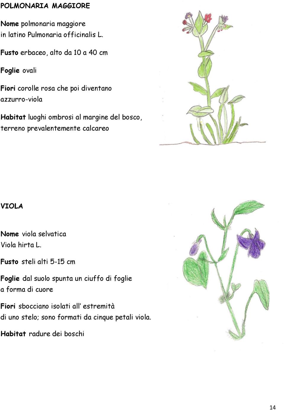 margine del bosco, terreno prevalentemente calcareo VIOLA Nome viola selvatica Viola hirta L.