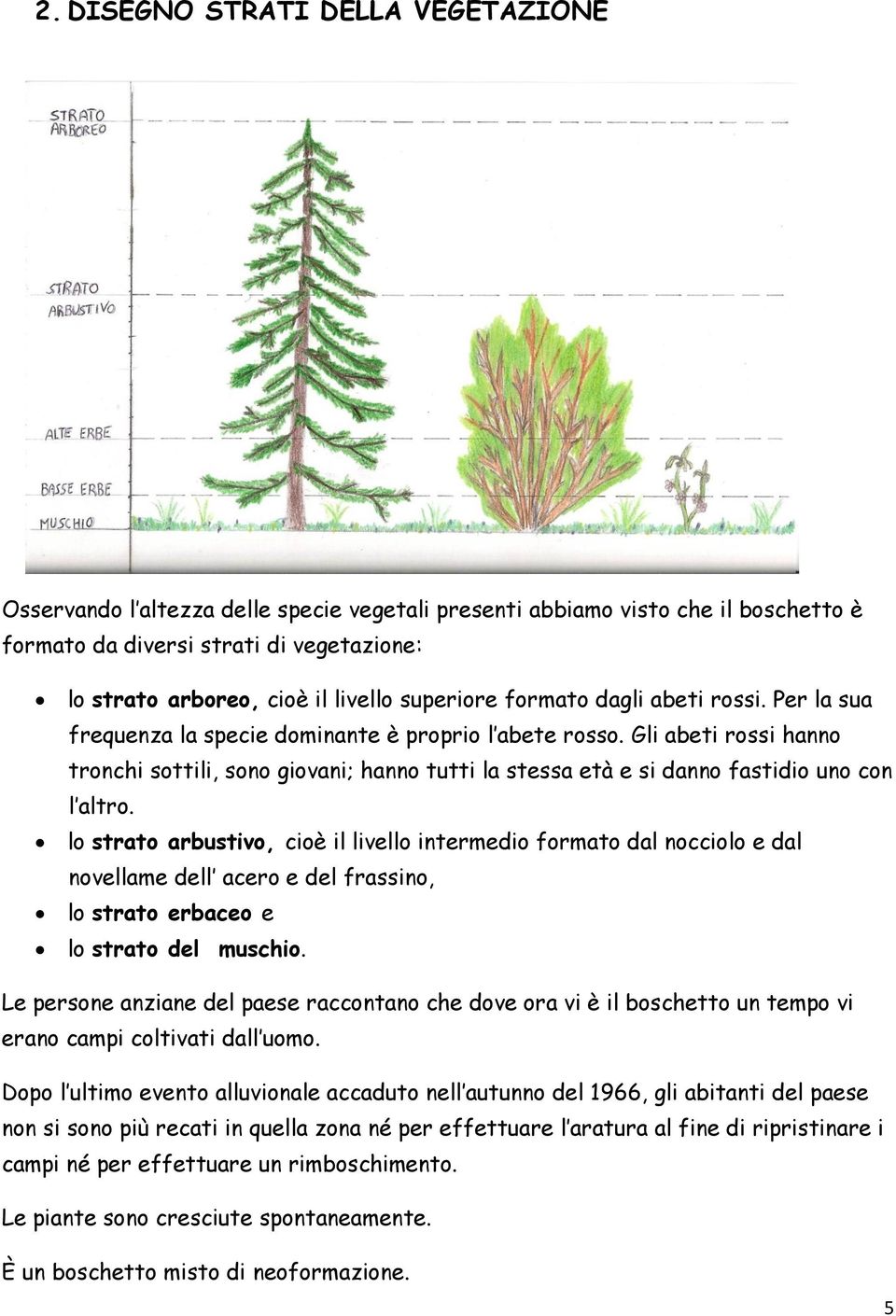 Gli abeti rossi hanno tronchi sottili, sono giovani; hanno tutti la stessa età e si danno fastidio uno con l altro.