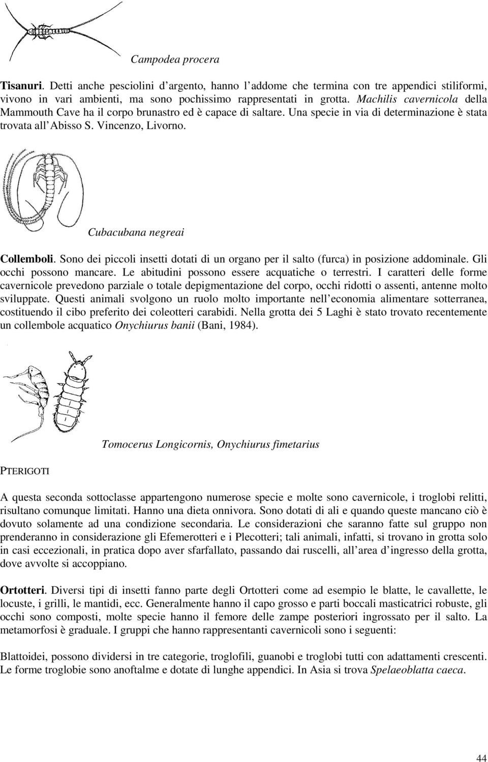 Cubacubana negreai Collemboli. Sono dei piccoli insetti dotati di un organo per il salto (furca) in posizione addominale. Gli occhi possono mancare. Le abitudini possono essere acquatiche o terrestri.