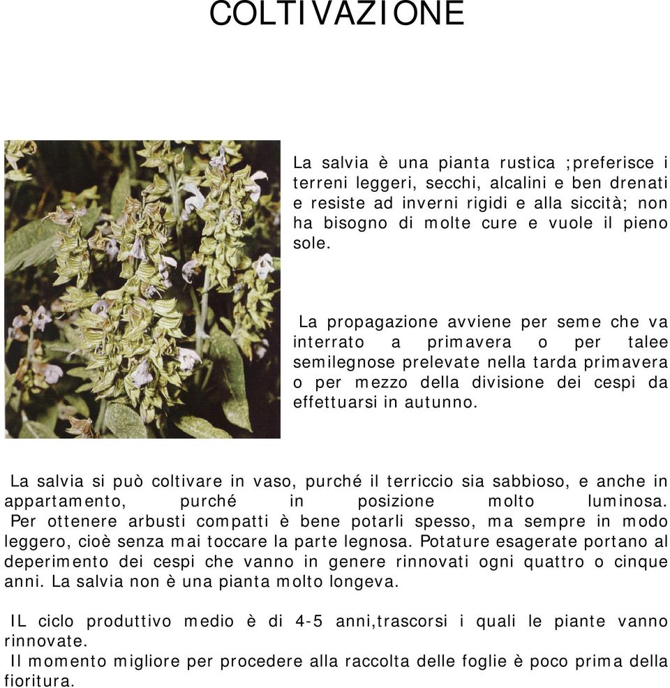 La salvia si può coltivare in vaso, purché il terriccio sia sabbioso, e anche in appartamento, purché in posizione molto luminosa.