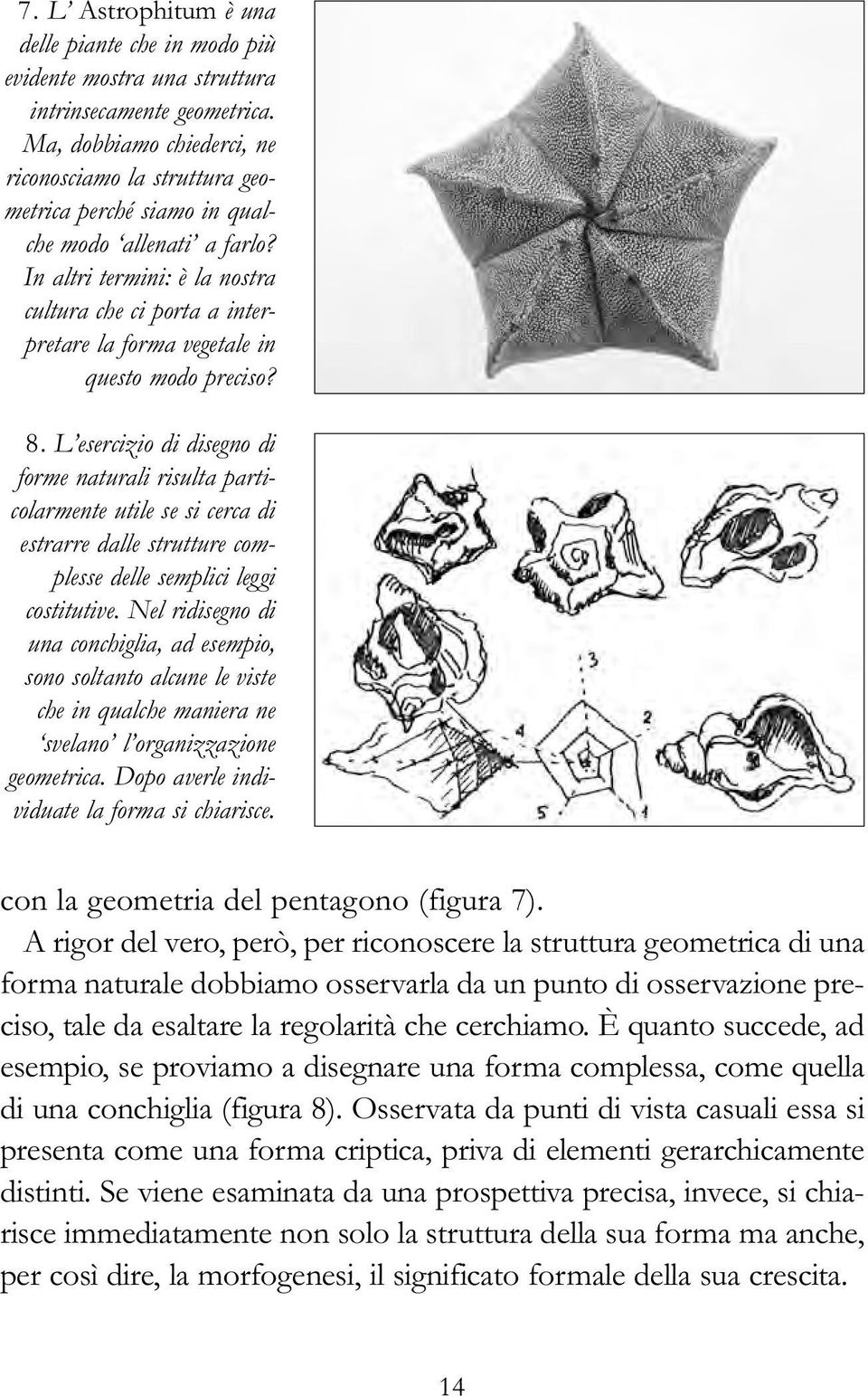 In altri termini: è la nostra cultura che ci porta a interpretare la forma vegetale in questo modo preciso? 8.