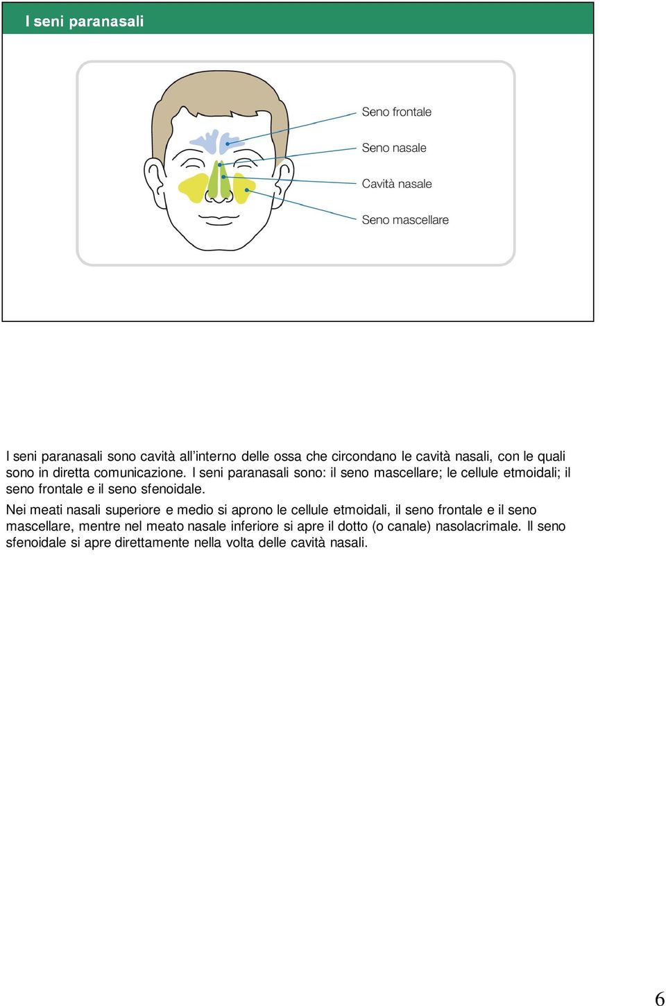 Nei meati nasali superiore e medio si aprono le cellule etmoidali, il seno frontale e il seno mascellare, mentre nel meato