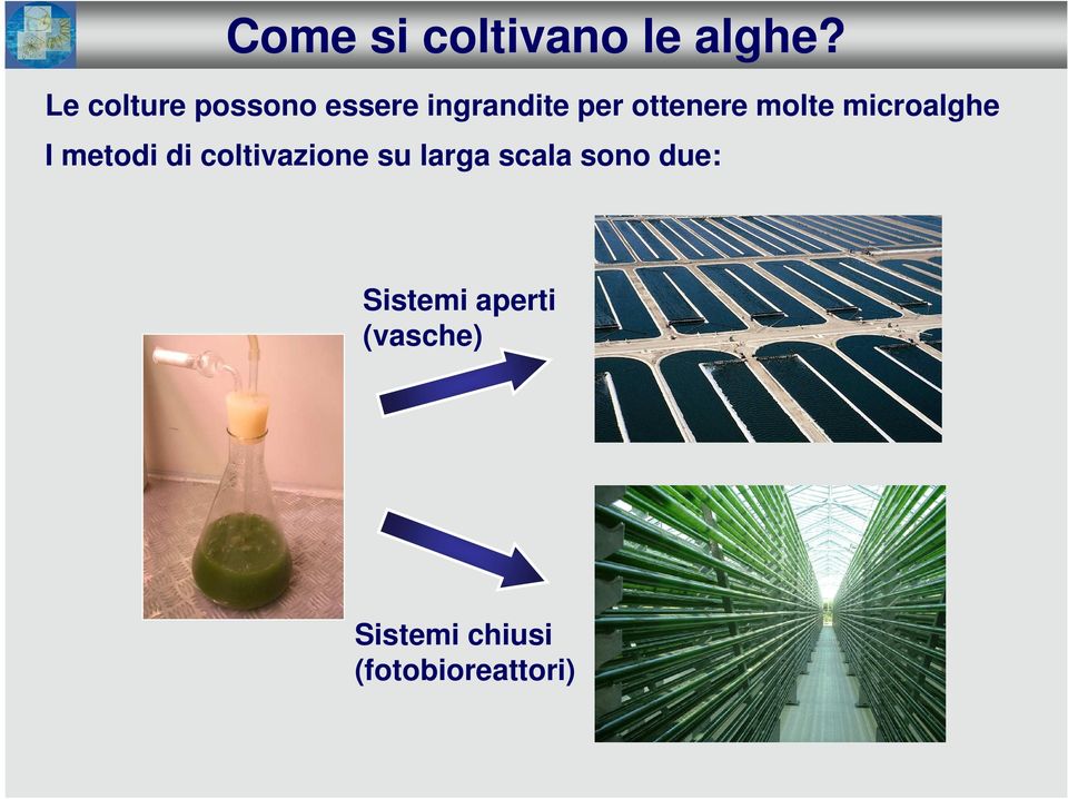 molte microalghe I metodi di coltivazione su larga