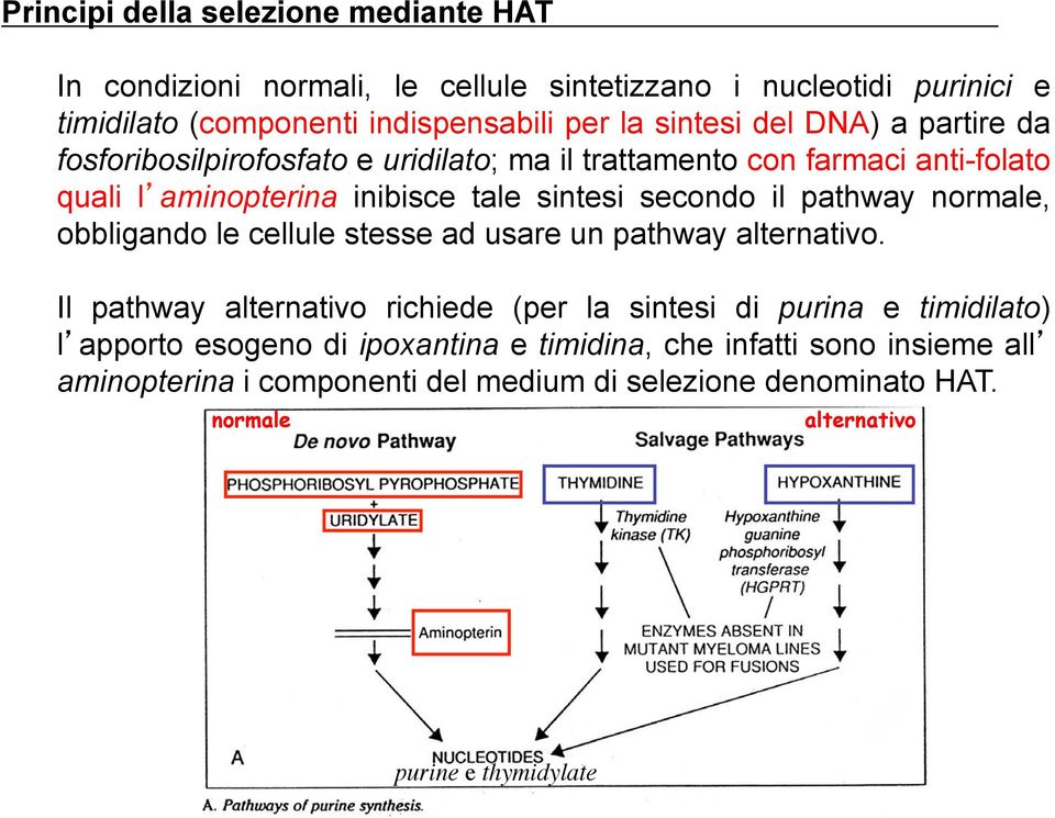 pathway normale, obbligando le cellule stesse ad usare un pathway alternativo.