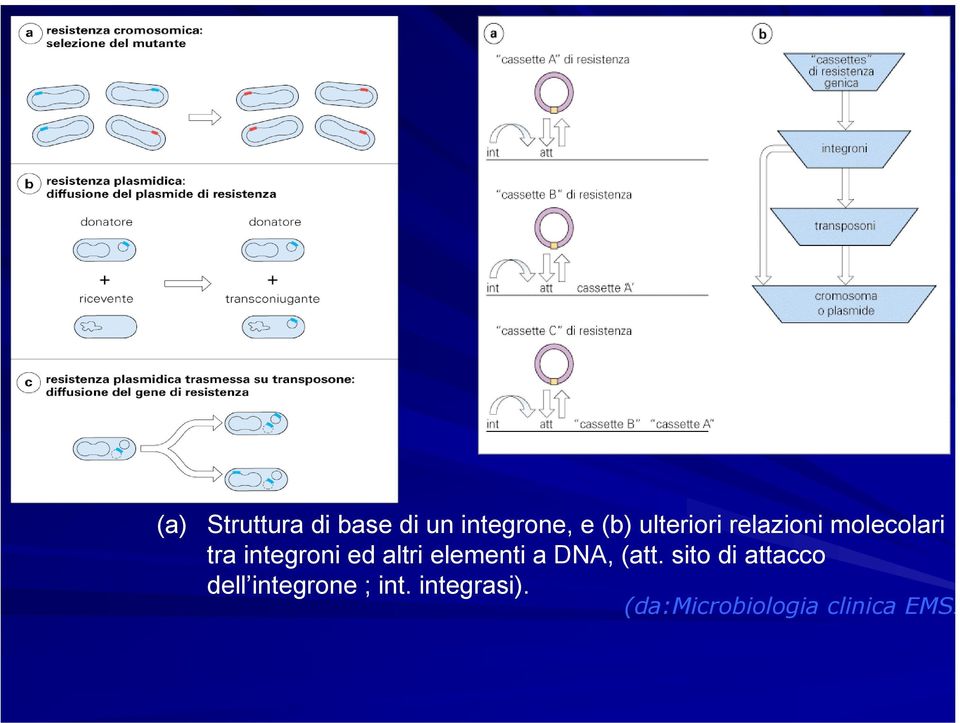 altri elementi a DNA, (att.