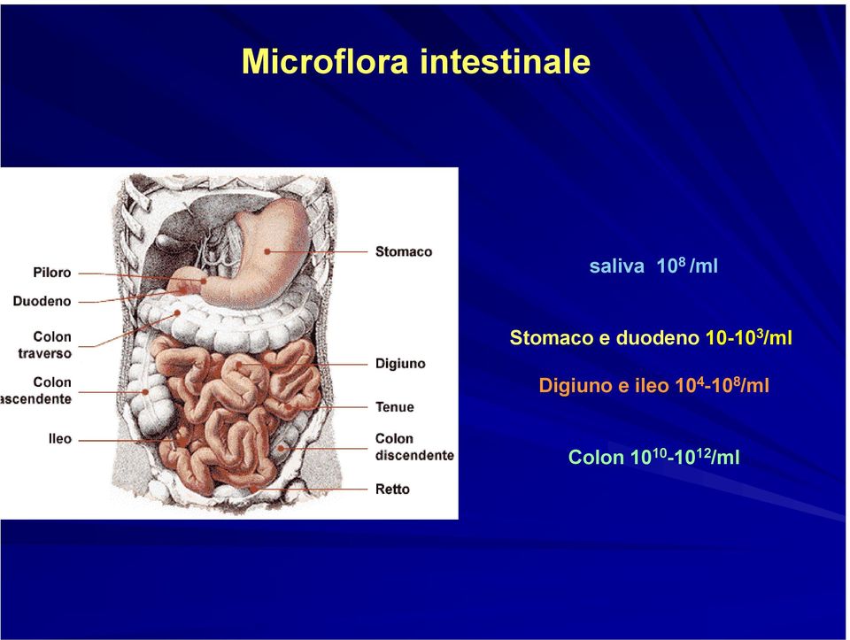 10-10 3 /ml Digiuno e ileo 10