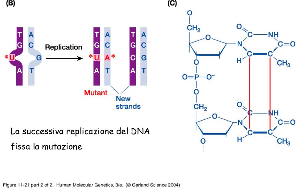 del DNA fissa