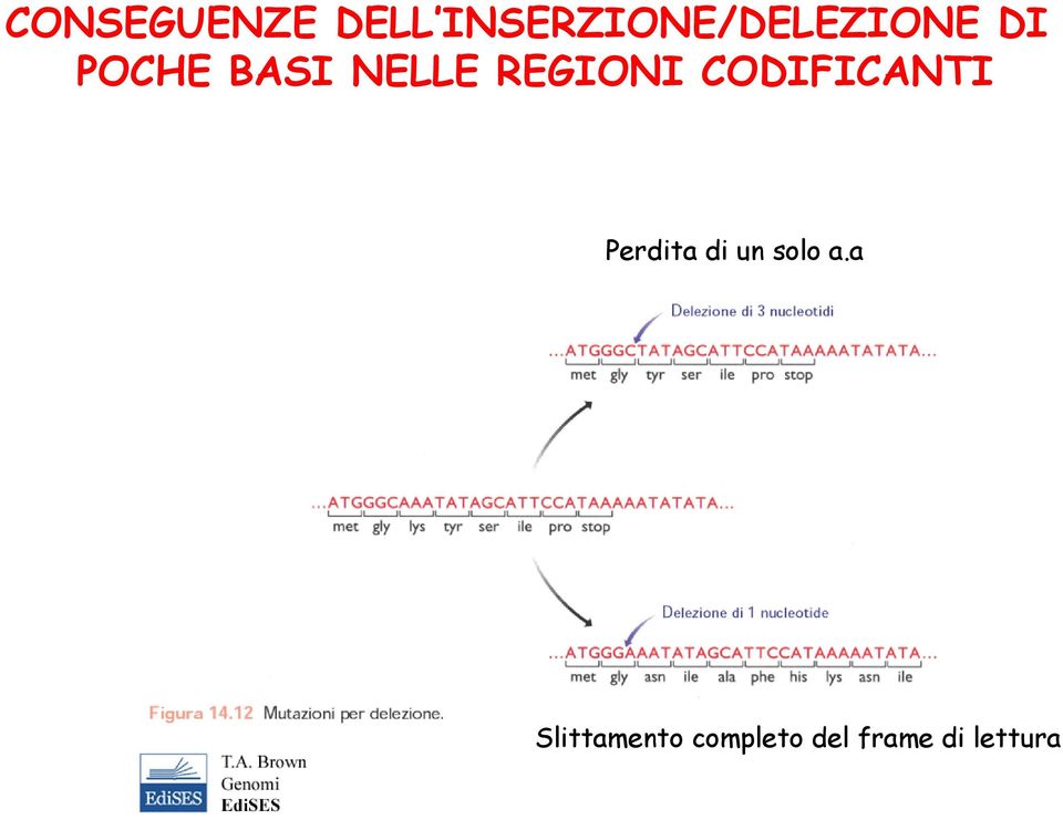 NELLE REGIONI CODIFICANTI Perdita