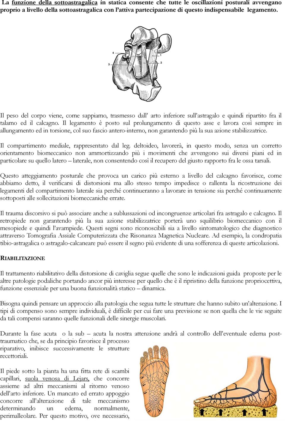 Il legamento è posto sul prolungamento di questo asse e lavora così sempre in allungamento ed in torsione, col suo fascio antero-interno, non garantendo più la sua azione stabilizzatrice.