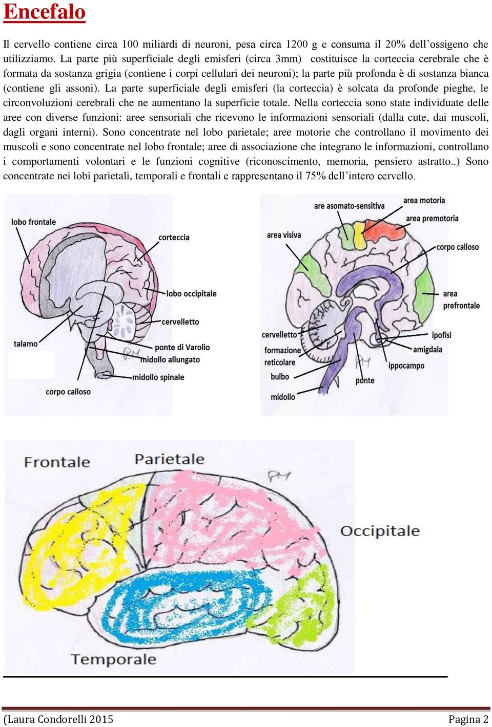 bianca (contiene gli assoni). La parte superficiale degli emisferi (la corteccia) è solcata da profonde pieghe, le circonvoluzioni cerebrali che ne aumentano la superficie totale.