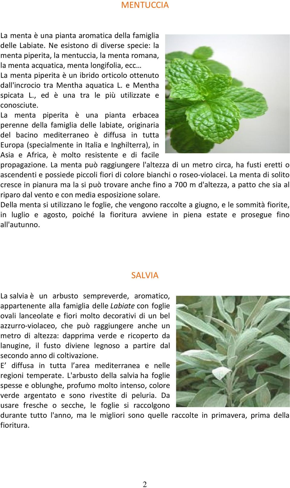 aquatica L. e Mentha spicata L., ed è una tra le più utilizzate e conosciute.